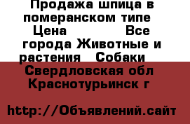 Продажа шпица в померанском типе › Цена ­ 20 000 - Все города Животные и растения » Собаки   . Свердловская обл.,Краснотурьинск г.
